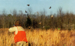 dove hunting alabama