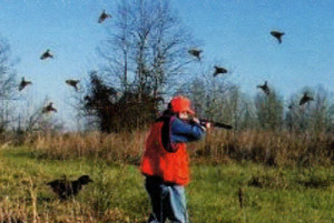 Quail bird dog hunting alabama